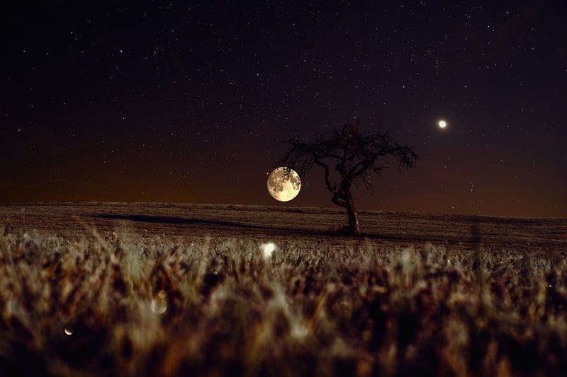 Moonlight Garden