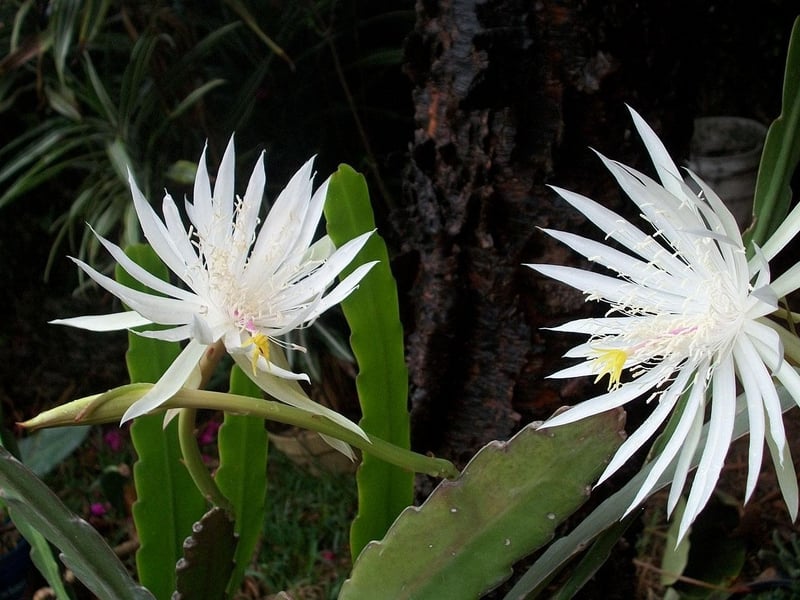 Night-blooming Cereus